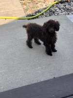 Chocolate boy, a male Poodle - Toy  for sale in Flint, MI – 5 of 10
