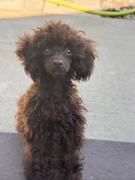 Chocolate boy, a male Poodle - Toy  for sale in Flint, MI – 2 of 10