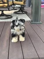 Merle, a male Miniature Schnauzer for sale in Flint, MI – 4 of 6