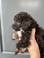 Atticus (brown phantom), a male Poodle - Toy  for sale in Flint, MI – 2 of 3