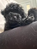 Jet, a male Schnoodle for sale in Flint, MI – 4 of 6