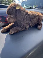 Brown male, a male Poodle - Toy  for sale in Flint, MI – 5 of 6