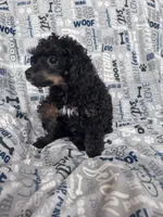 processed/afc1e44d-959f-4e2f-a07d-cc7e5a18722d/listing/b1f066e0-4073-4132-823d-1981e49415d5/14315ceb-18a7-4179-9d0f-74113366c626