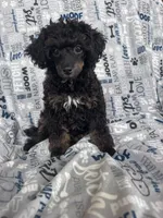 processed/afc1e44d-959f-4e2f-a07d-cc7e5a18722d/listing/b1f066e0-4073-4132-823d-1981e49415d5/f1910a55-a6d0-47d1-ba26-54fdbbc6cfc9