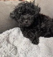 Jet, a male Schnoodle for sale in Flint, MI – 6 of 6