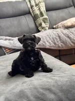 Toy Schnauzer , a male Miniature Schnauzer for sale in Flint, MI – 4 of 4
