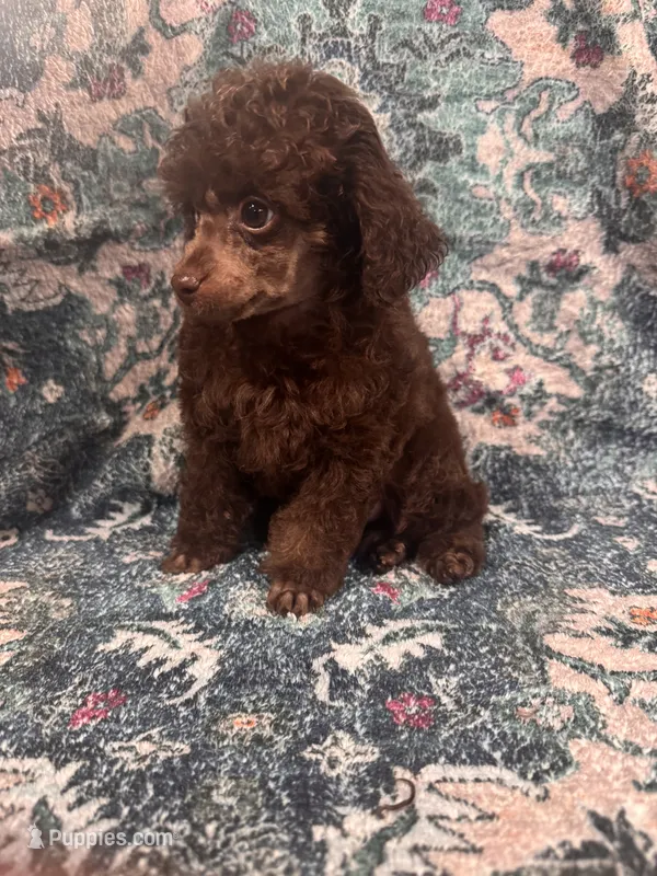 Brown male – Poodle - Toy  puppy for sale in Flint, MI