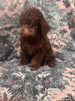 Brown male, a male Poodle - Toy  for sale in Flint, MI – 4 of 9