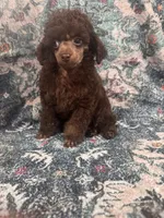 Brown male, a male Poodle - Toy  for sale in Flint, MI – 5 of 9