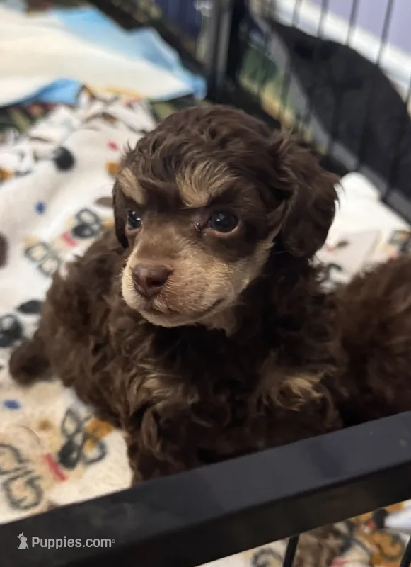 Bullseye – Poodle - Toy  puppy for sale in Flint, MI