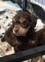 Bullseye, a male Poodle - Toy  for sale in Flint, MI – 1 of 5