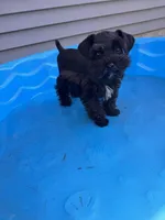 Toy male (under 10), a male Miniature Schnauzer for sale in Flint, MI – 3 of 4