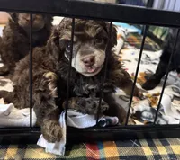 Bullseye, a male Poodle - Toy  for sale in Flint, MI – 5 of 5