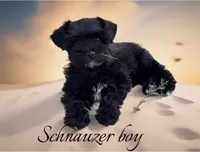 Toy Schnauzer , a male Miniature Schnauzer for sale in Flint, MI – 2 of 4