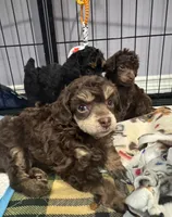 Bullseye, a male Poodle - Toy  for sale in Flint, MI – 2 of 5