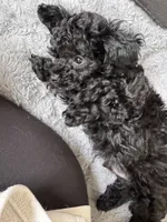 Jet, a male Schnoodle for sale in Flint, MI – 3 of 6