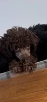 Brown male, a male Poodle - Toy  for sale in Flint, MI – 2 of 9