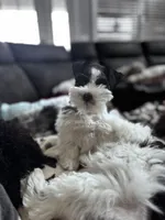 Black parti boy, a male Miniature Schnauzer for sale in Flint, MI – Photo 6 of 8