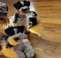 Black parti boy, a male Miniature Schnauzer for sale in Flint, MI – Photo 5 of 8