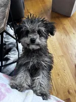 Black parti boy, a male Miniature Schnauzer for sale in Flint, MI – Photo 8 of 8