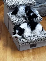 Black parti boy, a male Miniature Schnauzer for sale in Flint, MI – Photo 2 of 8