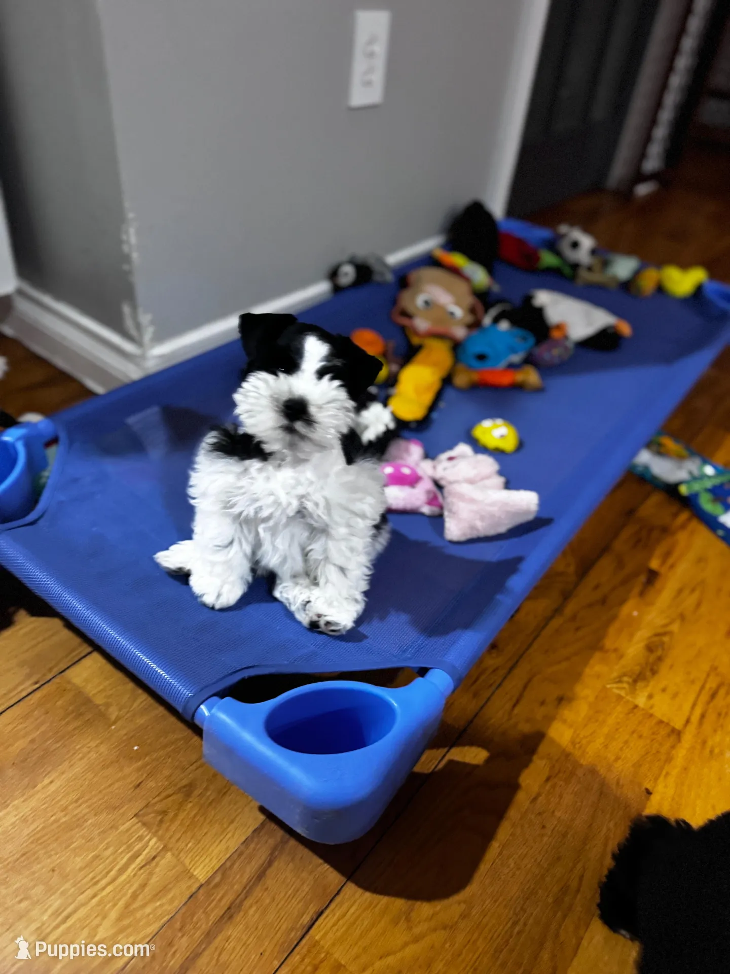 Black parti boy, a male Miniature Schnauzer for sale in Flint, MI – Photo 7 of 8