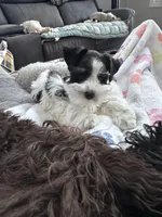 Black parti boy, a male Miniature Schnauzer for sale in Flint, MI – Photo 3 of 8