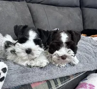 Black parti boy, a male Miniature Schnauzer for sale in Flint, MI – Photo 8 of 8