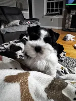 Black parti boy, a male Miniature Schnauzer for sale in Flint, MI – Photo 4 of 8