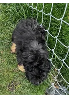 Toy Phantom boy, a male Poodle - Toy  for sale in Flint, MI – Photo 5 of 5