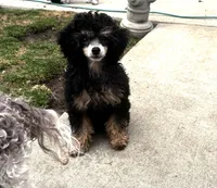 Toy Phantom boy, a male Poodle - Toy  for sale in Flint, MI – Photo 3 of 4