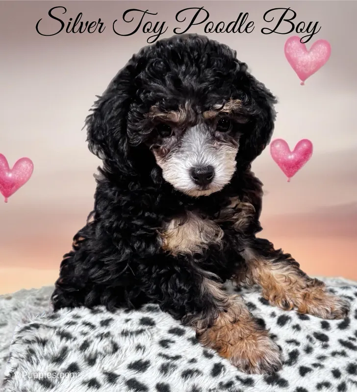 Toy Phantom boy – Poodle - Toy  puppy for sale in Flint, MI