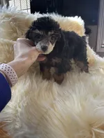 Toy Phantom boy, a male Poodle - Toy  for sale in Flint, MI – Photo 2 of 3