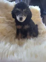 Toy Phantom boy, a male Poodle - Toy  for sale in Flint, MI – Photo 3 of 3