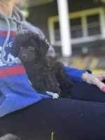 Chocolate boy, a male Poodle - Toy  for sale in Flint, MI – 3 of 7