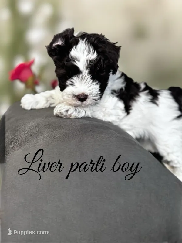 liver parti, a female Miniature Schnauzer for sale in Flint, MI – Photo 1 of 3