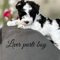 liver parti, a female Miniature Schnauzer for sale in Flint, MI – Photo 1 of 3