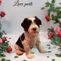 liver parti, a female Miniature Schnauzer for sale in Flint, MI – Photo 2 of 3