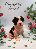 liver parti, a female Miniature Schnauzer for sale in Flint, MI – Photo 2 of 3