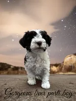 liver parti, a female Miniature Schnauzer for sale in Flint, MI – Photo 3 of 3