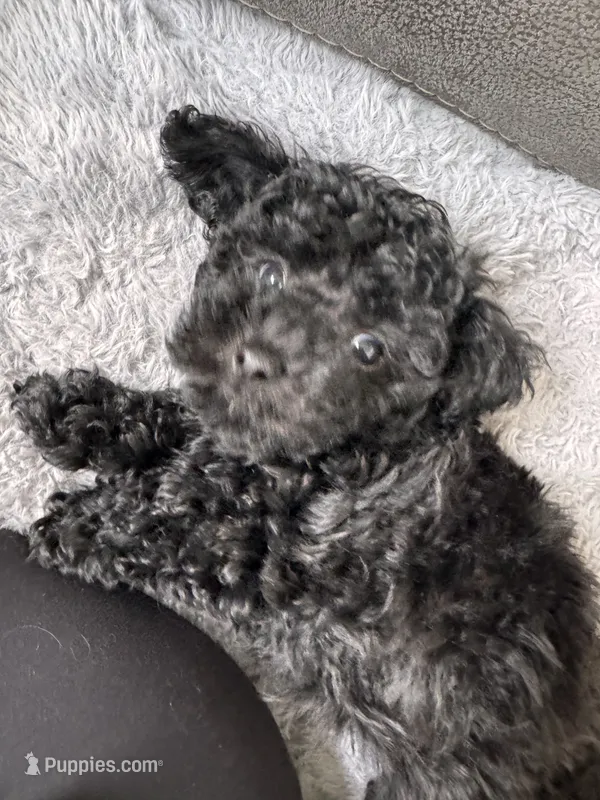 Jet – Schnoodle puppy for sale in Flint, MI