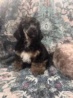 Arthur, a male Poodle - Toy  for sale in Flint, MI – 4 of 4