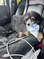 Toy Phantom boy, a male Poodle - Toy  for sale in Flint, MI – 6 of 9