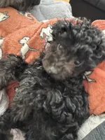 amara boy, a male Poodle - Toy  for sale in Flint, MI – Photo 4 of 5