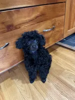 amara boy, a male Poodle - Toy  for sale in Flint, MI – Photo 5 of 5