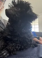 amara boy, a male Poodle - Toy  for sale in Flint, MI – Photo 3 of 5