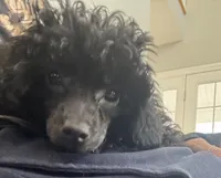 amara boy, a male Poodle - Toy  for sale in Flint, MI – Photo 1 of 5