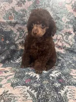 Brown male, a male Poodle - Toy  for sale in Flint, MI – 8 of 9