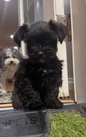 Toy Girl , a female Miniature Schnauzer for sale in Flint, MI – 4 of 5