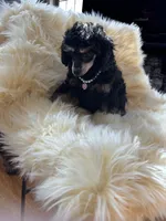 Toy girl phantom , a female Poodle - Toy  for sale in Flint, MI – Photo 4 of 6